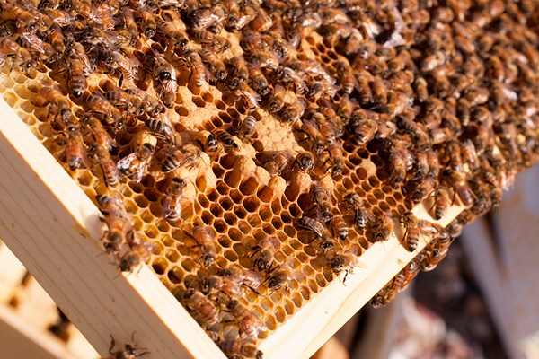 propolis faydaları