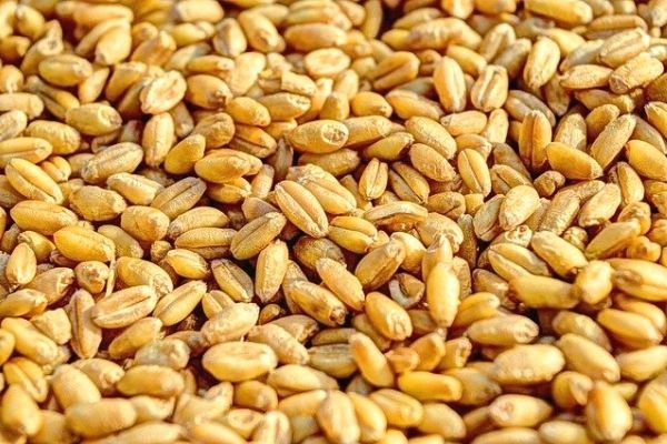 Hububat Nedir? Hububat Ürünleri Listesi