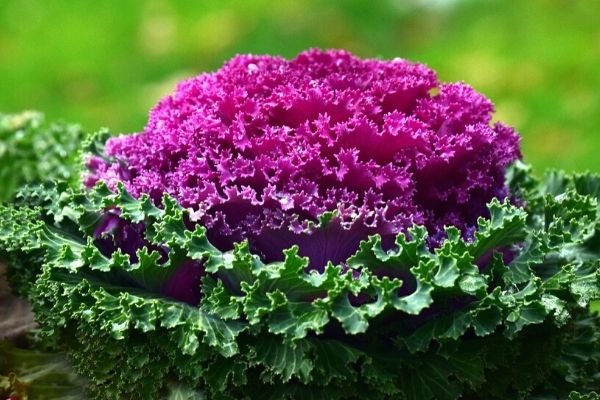 kale bitkisi nasıl yetiştirilir