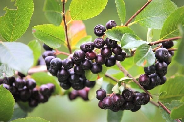aronia çayı