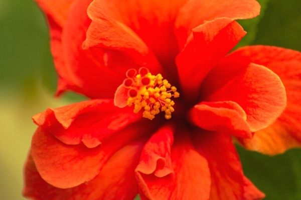 hibiskus çayı faydaları