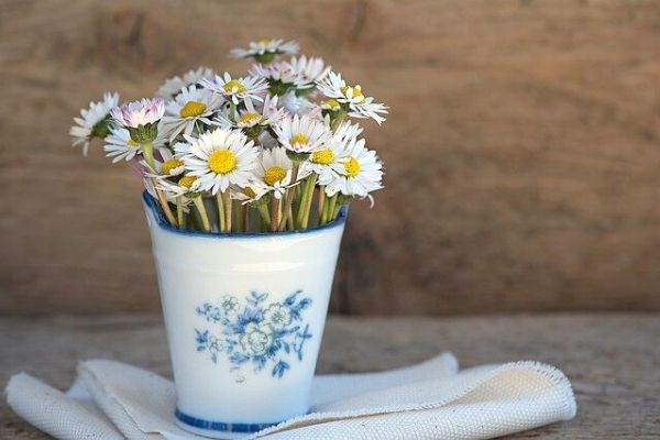Papatya Çiçeği: Bakımı, Özellikleri, Faydaları