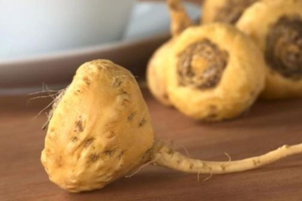 maca turpu nerede satılır