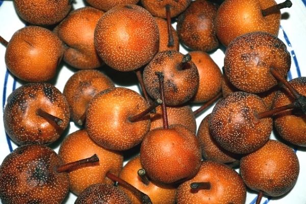 naşi armudu türkiye'de nerede yetişir