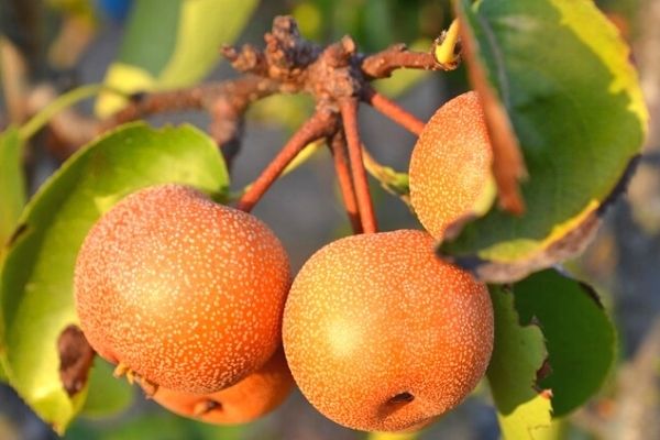 Naşi Armudu: Antibiyotik İlaç Kadar Etkili