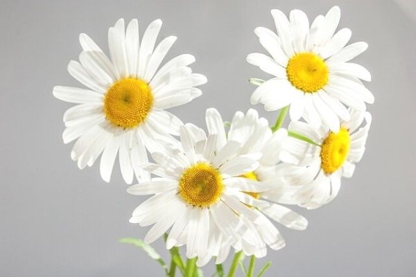 papatya kurutma yöntemleri
