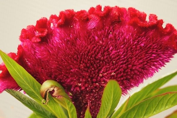 horoz ibiği çiçeği tohumu nasıl alınır
