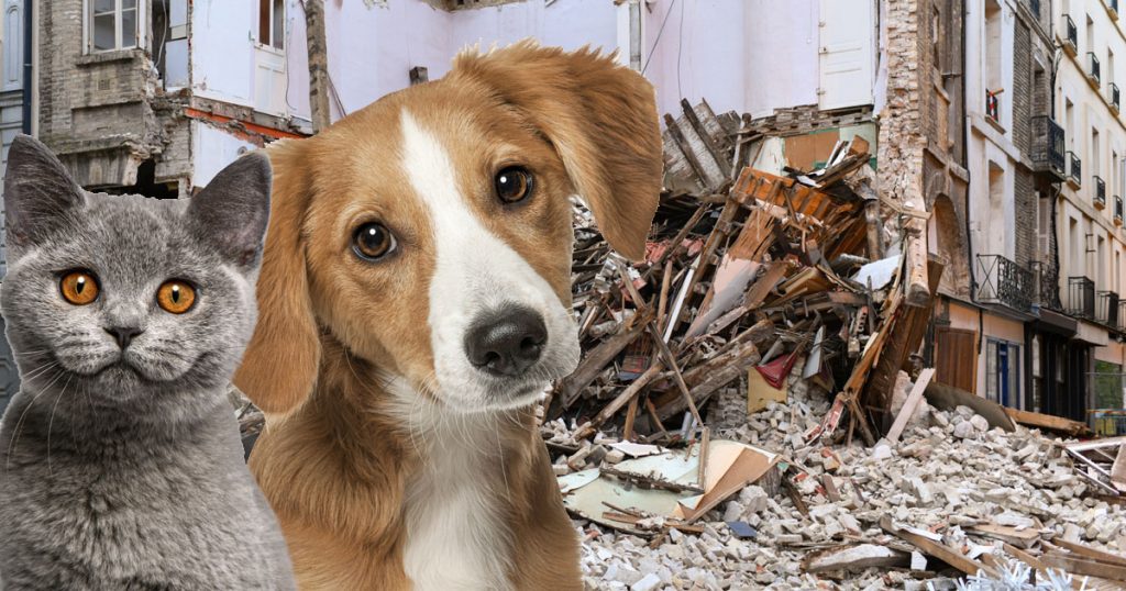 Evcil hayvanı olanlar deprem öncesi ve sonrası neler yapmalı?