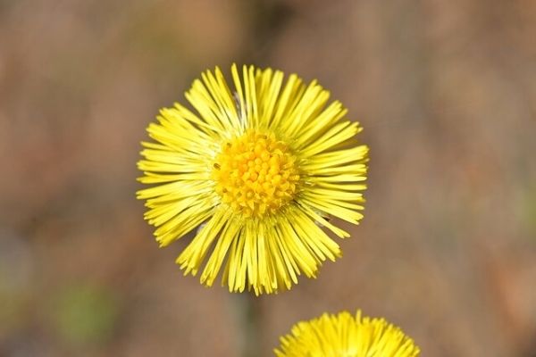 Öksürük Otu: Solunum Yolu Enfeksiyonuna İlaç