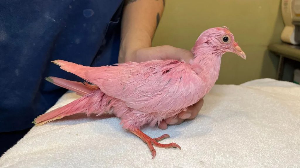 Pembe güvercin Flamingo… – CHIP Online