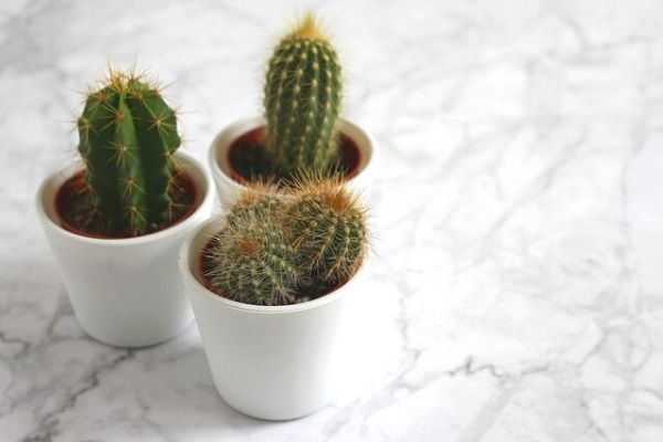 Kaktüs Toprağı Nasıl Olmalı? 5 İpucu