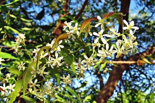 neem ağacı yağı