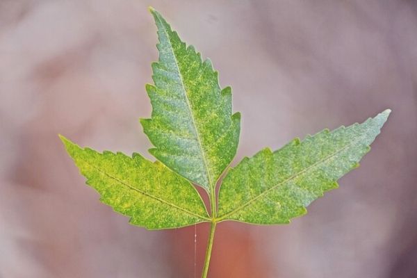 neem yağı faydaları