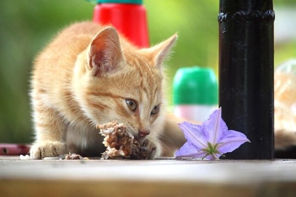 kedilerde pika sendromu tedavisi