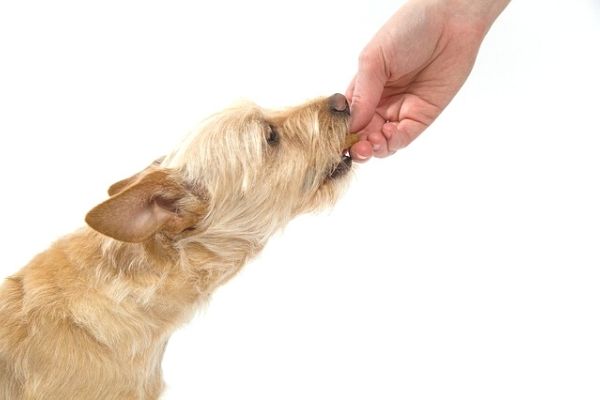 köpekler ne ile beslenir