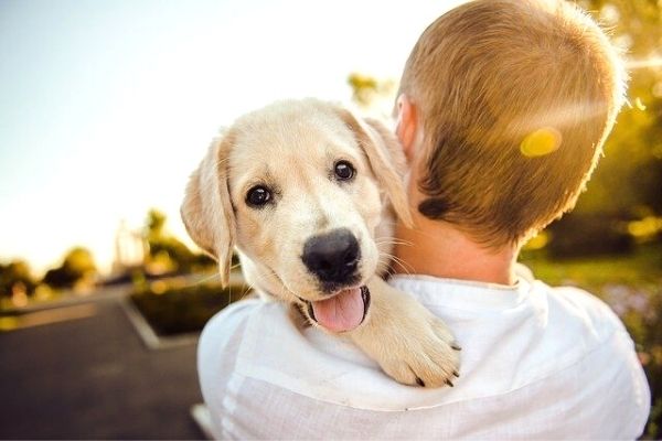 köpekler mama harici ne yer
