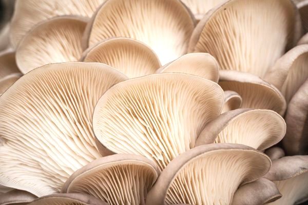 İstiridye Mantarının Az Bilinen 10 Faydası