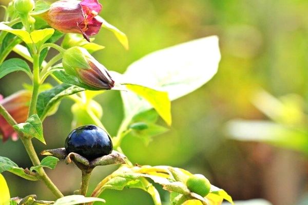 Güzel Avrat Otu Nedir? Faydalı mı Zararlı mı?
