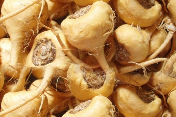 maca turpu tohumu