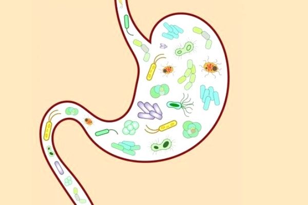 mikrobiyota nedir