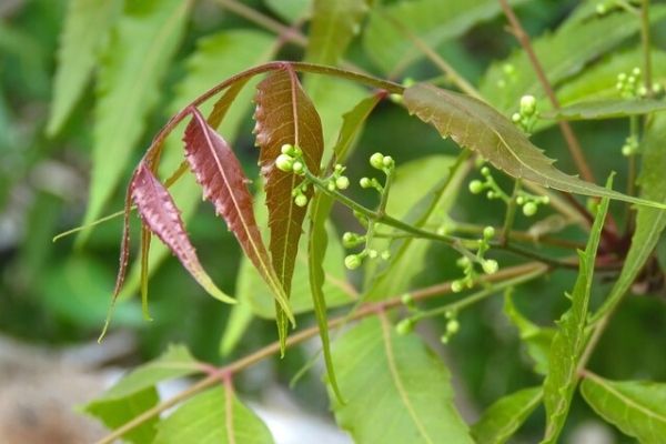 neem ağacı