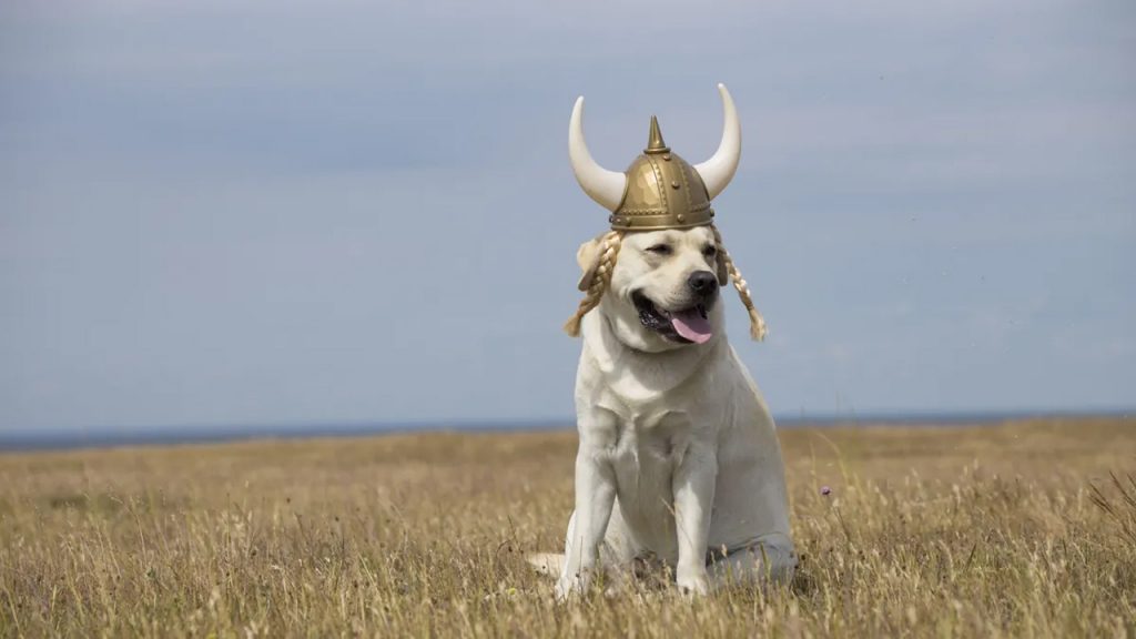 Vikingler, İngiltere’ye yerleşmeye gelirken evcil hayvanlarını da getirmiş…