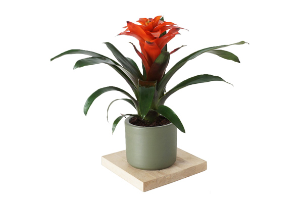 guzmania
