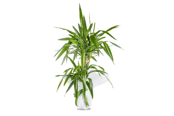 dracena massengena