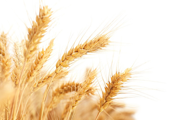 glutensiz un nasıl yapılır