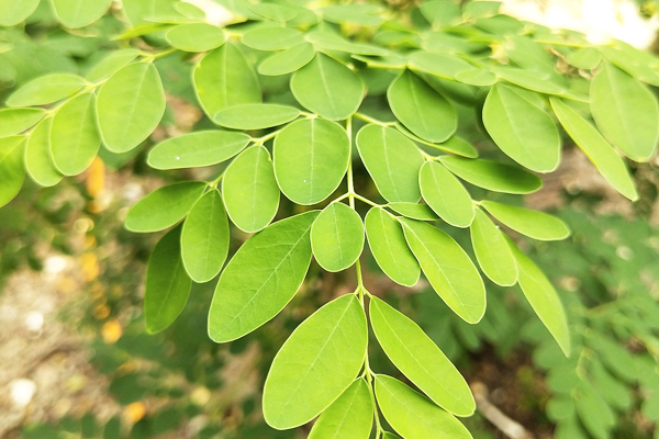 moringa bitkisinin faydaları