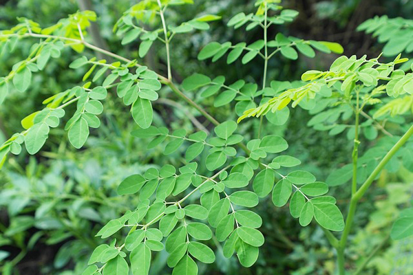 moringa bitkisi nedir
