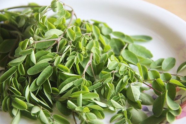 Moringa Bitkisi: 10 Mucizevi Faydası