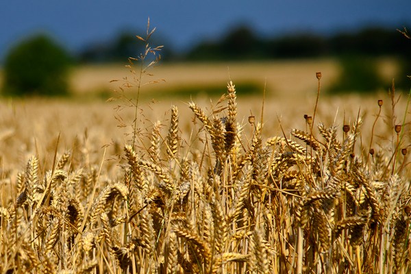 siyez unu gluten