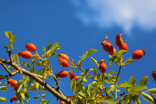 kuşburnu