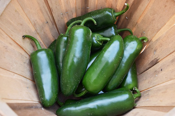 jalapeno biberi