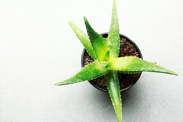 aloe vera çiçeği ne işe yarar