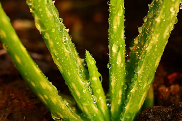 aloe vera çiçeği bakımı