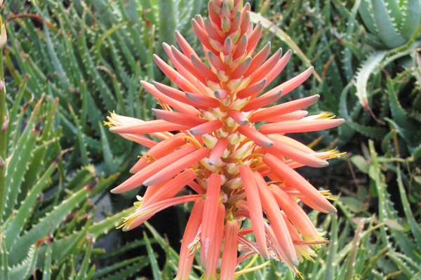 aloe vera çiçeği