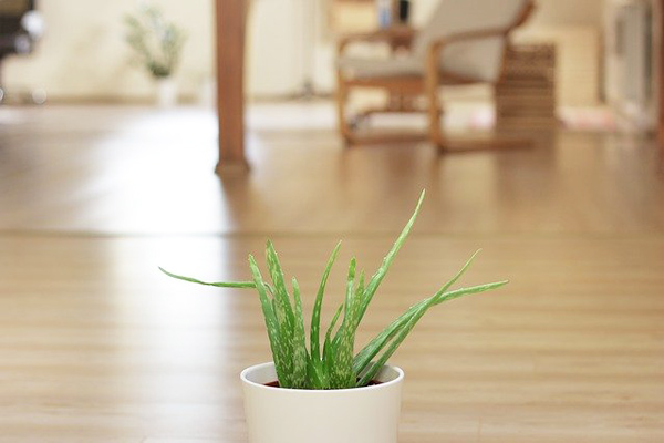 aloe vera çiçek faydası