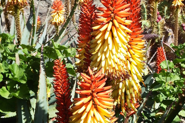 aloe vera çiçeği bakımı