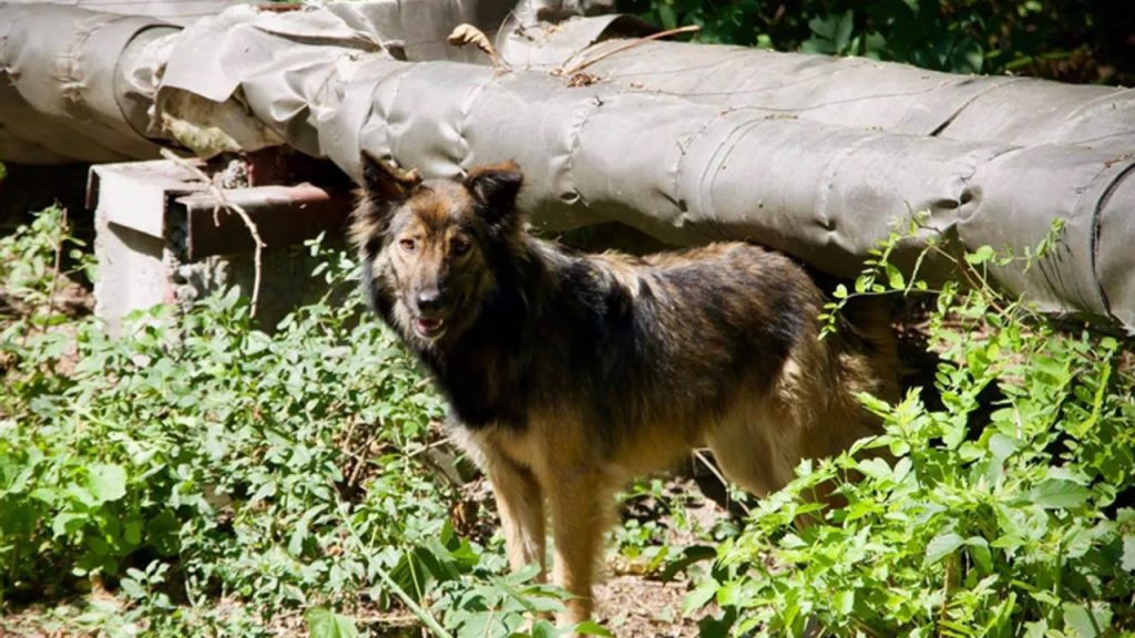 Çernobil’in köpekleri artık diğer akrabalarına benzemiyor…