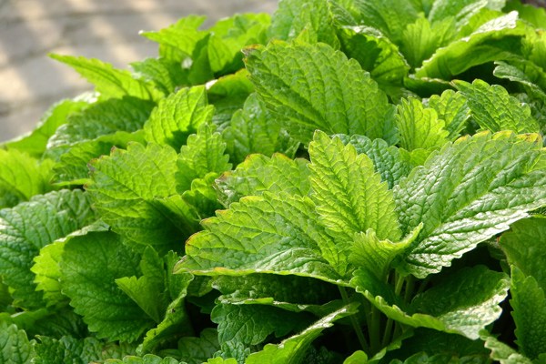 Limon Otunun Antidepresan Etkili 10 Faydası