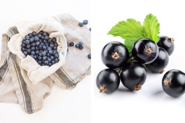 acai üzümü yaban mersini