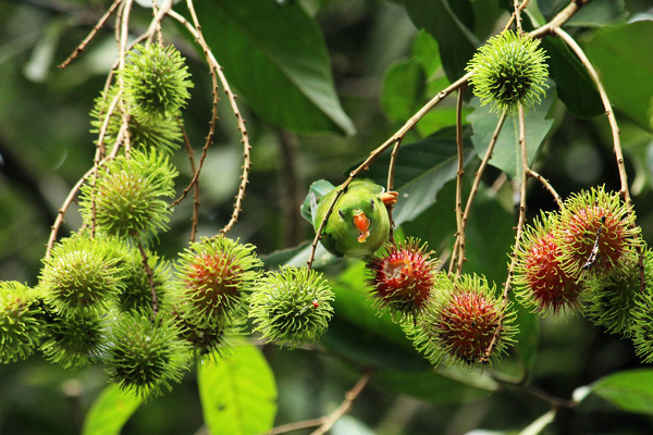 rambutan meyvesi türkiye