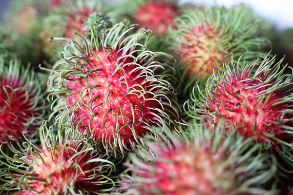rambutan meyvesi nedir