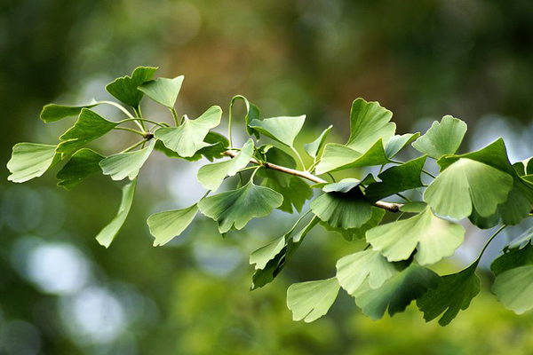 Ginkgo Bilobanın Sizi Şok Edecek 21 Faydası