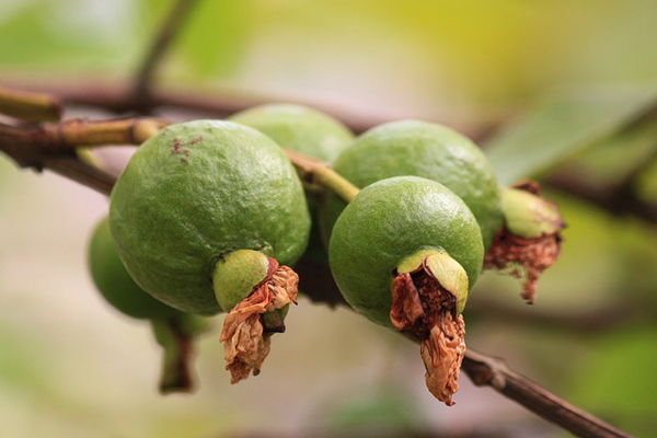 guava ağacı