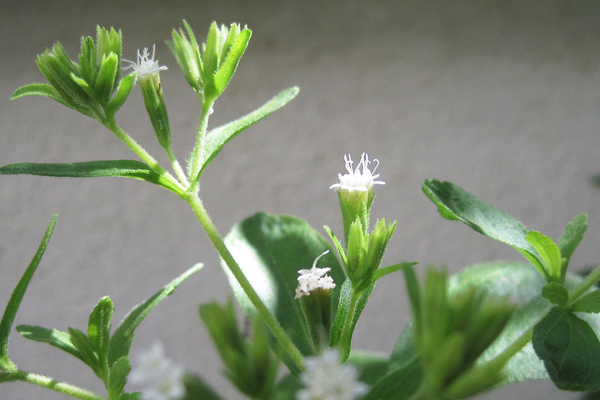 stevia şeker otu