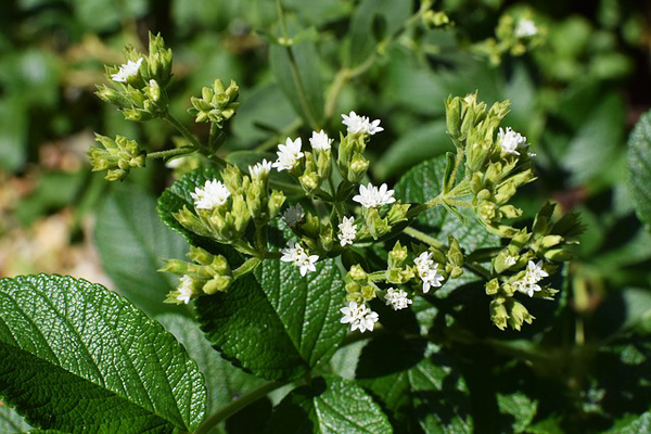 stevia bitkisi