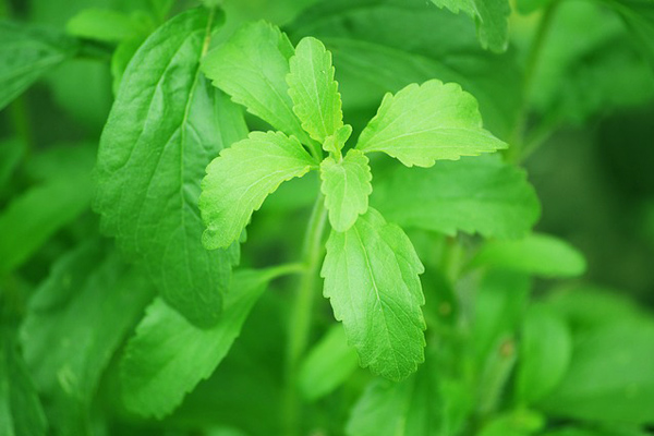 Doğal Tatlandırıcı Stevia Nedir? 5 Şaşırtan Faydası